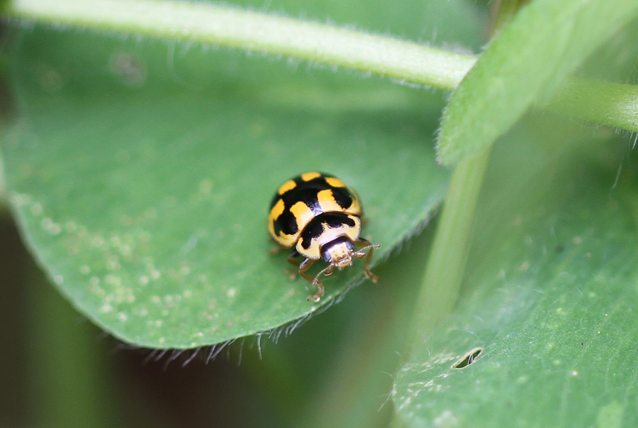 Propylea quatuordecimpunctata una domanda.